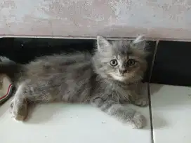 Jual kucing anggora X persia