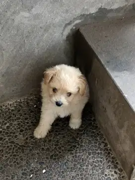 Anakan Pompoo (Pom mix Poodle)