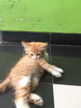 Jual anak kucing anggora