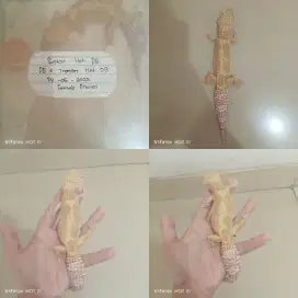 Leopard Gecko Female Proven