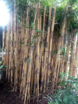 Tanaman hias pohon bambu kuning panda