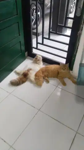 Sepasang kucing persia pesek dan persia jantan