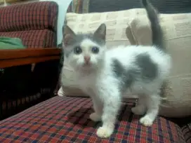 Kucing BSH Jantan