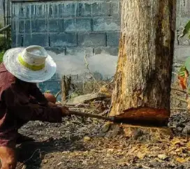 Jasa tebang pohon dan rumput liar