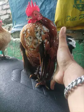 Ayam serama jantan warna cakep