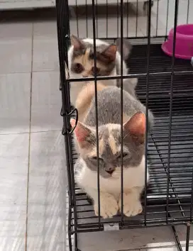 Kucing mix British Short Hair