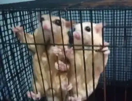 Sepasang Sugar Glider