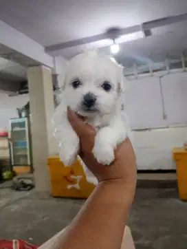 Anjing Maltese Non stambum