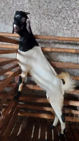 Jual Kambing Super Premium / Kambing PE / Kambing Aqiqah Murah