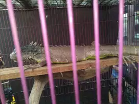 D jual 2 iguana borongan green & super red