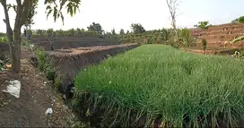 TANAH SIAP TANAM COCOK UNTUK KEBUN DLL, KOTA BATU