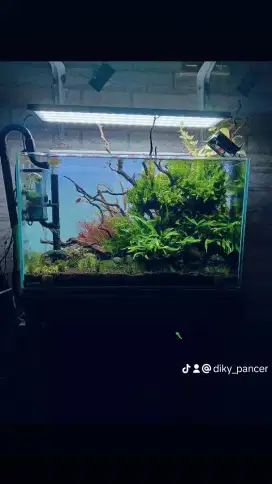 Aquascape Natural Style simpel perawatan