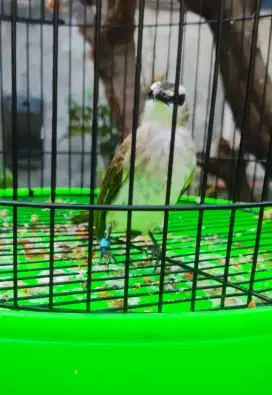 Burung Trucukan + Kandang VPC