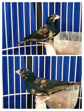 Burung indigo jantan trotol bunyi