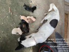 Dijual anak anjing kampung