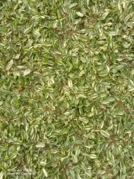 rumput gajah valigata dan rumput gajah mini