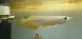 Arowana Golden Red RTG Arwana