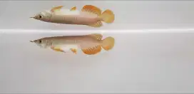 Arowana Golden Red RTG Arwana