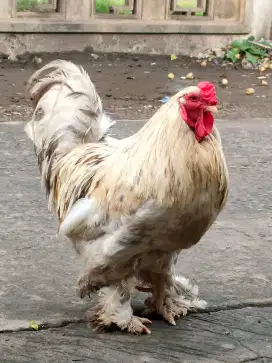 Dijual ayam Brahma kelamin jantan