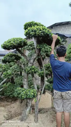 Pohon Bonsai taman bonsai beringin korea