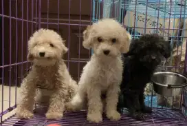 Borongan Poodle Stambum