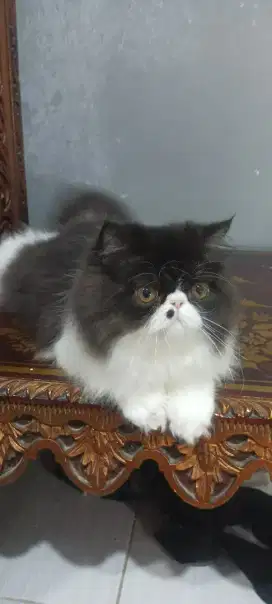 Kitten Persian Peaknose Lineped