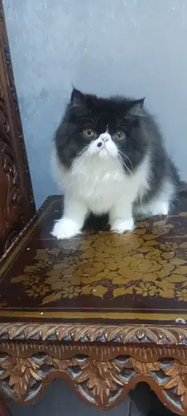 Kitten persian peaknose longhair