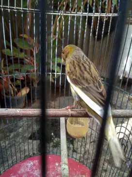 Kenari Betina Barter Lovebird