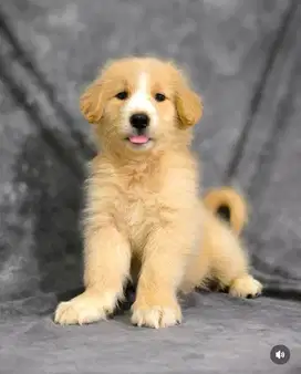 golden retriever (mismarked white)