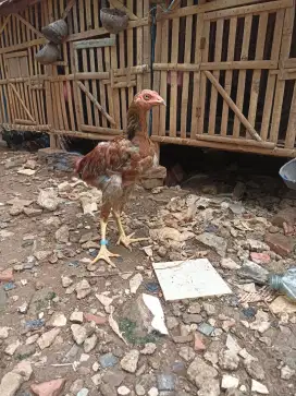 Ayam bangkok jantan mata kristal