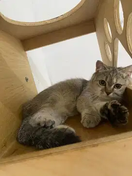 BSH female 6bulan non ped
