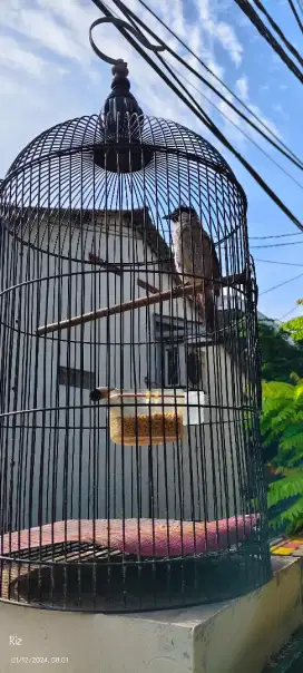 Burung kutilang jinak gacor