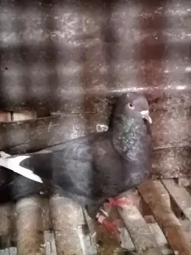 Burung dara merpati hitam selap