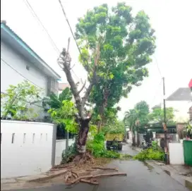 Jasa tebang pohon dan potong rumput