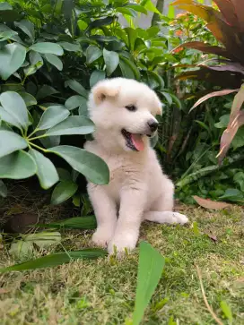 Anjing Kintamani Jantan Putih stb