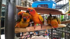 Burung sun conure