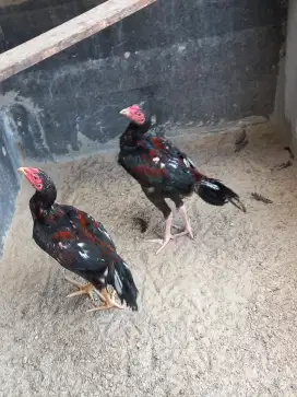 Ayam bangkok jago muda