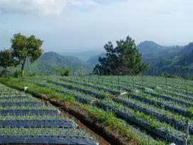 Tanah 1200m² Siap Bangun Villa Dekat Candi Cetho Karanganyar