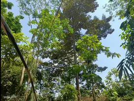 Kebun Durian Gunungronggo Tajinan Malang