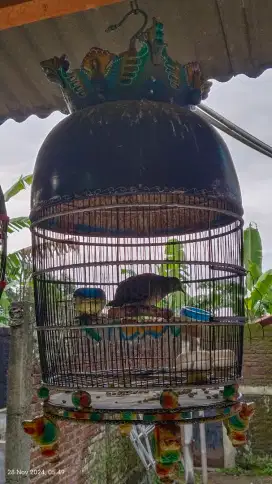 Burung perkutut bangkok