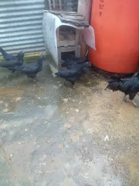 ayam cemani dewasa