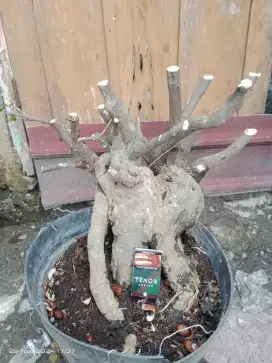 Bonsai Bogenvil