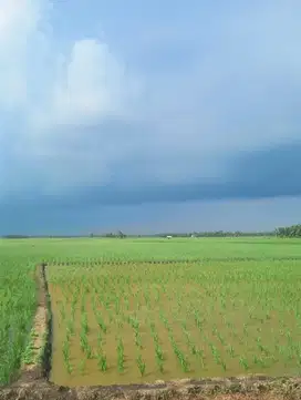 sawah 100 hektar di palas lampung selatan