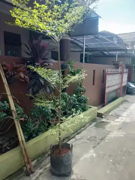 Pohon hias Ketapang kencana ukuran 2 meter±