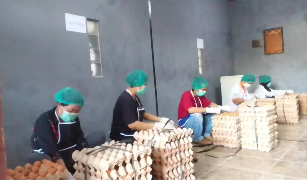 Staff Gudang Telur