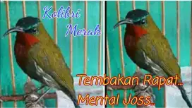 Burung fulset kandang lb