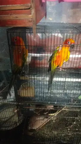 Burung sunconur