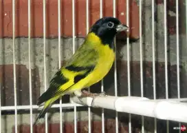 Burung redsiskin black hodden gacor isian