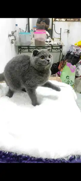 Kucing Scottish Fold / Kucing SF / BSH