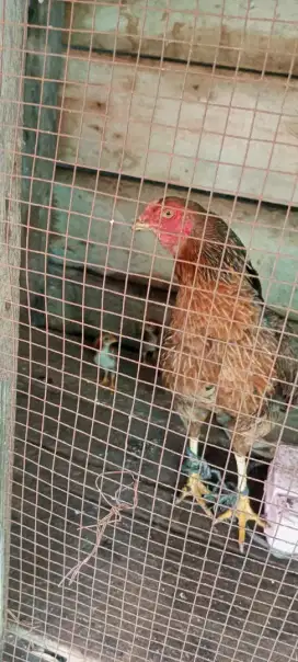 di jual ayam 130 RB 2 ekor sama anak nya